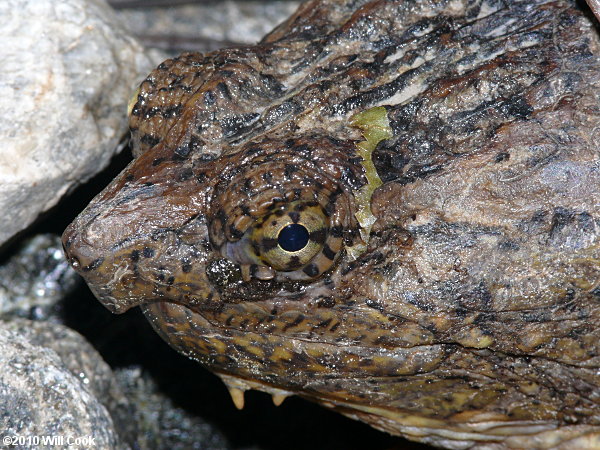 Snapping Turtle (Chelydra serpentina)