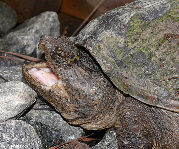 Snapping Turtle (Chelydra serpentina)