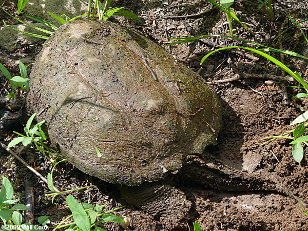 Snapping Turtle (Chelydra serpentina)