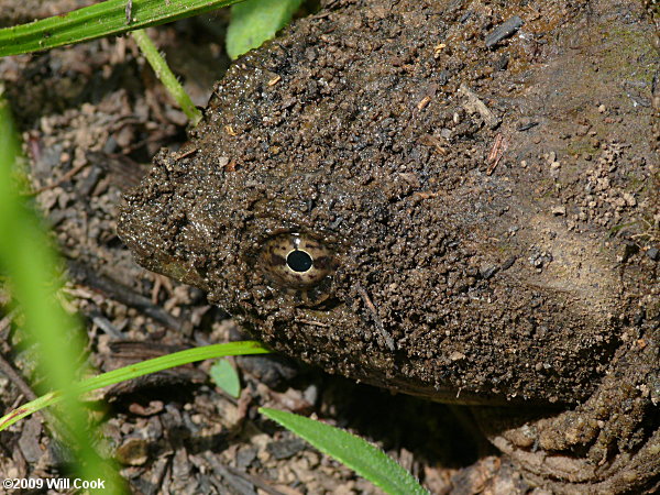 Snapping Turtle (Chelydra serpentina)