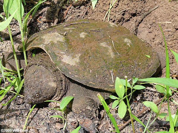 Snapping Turtle (Chelydra serpentina)