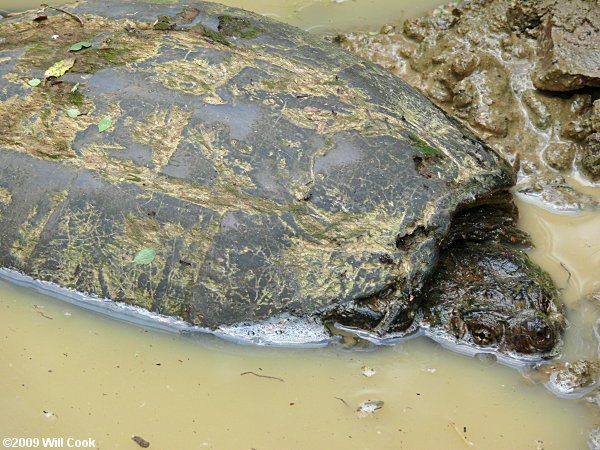 Snapping Turtle (Chelydra serpentina)