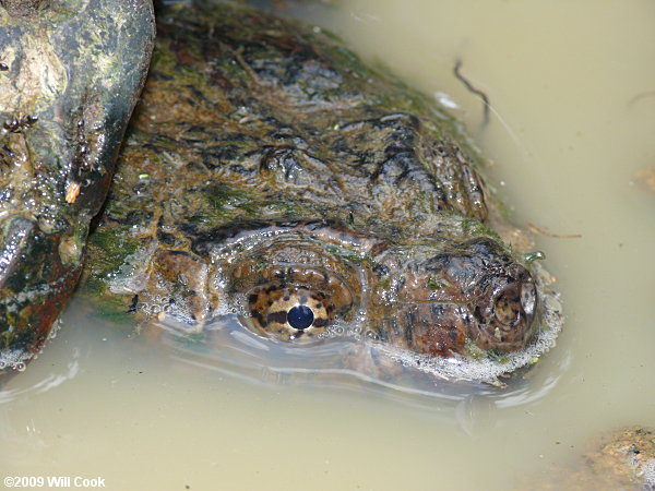 Snapping Turtle (Chelydra serpentina)