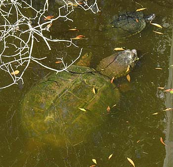 Snapping Turtle (Chelydra serpentina)