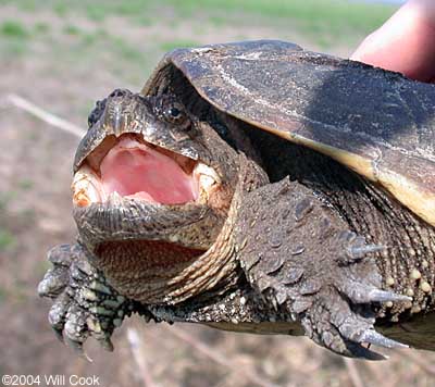 Snapping Turtle (Chelydra serpentina)