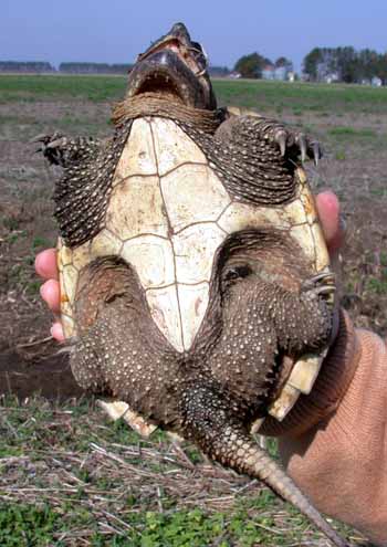 Snapping Turtle (Chelydra serpentina)