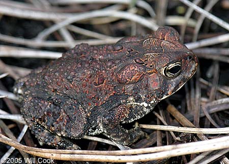 Southern Toad (Bufo terrestris)