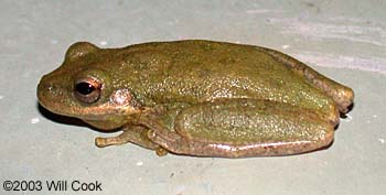 Squirrel Treefrog (Hyla squirella)