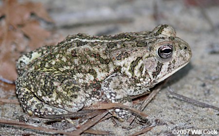Fowler's Toad (Bufo fowleri)