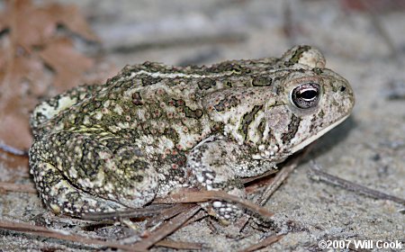 Fowler's Toad (Bufo fowleri)