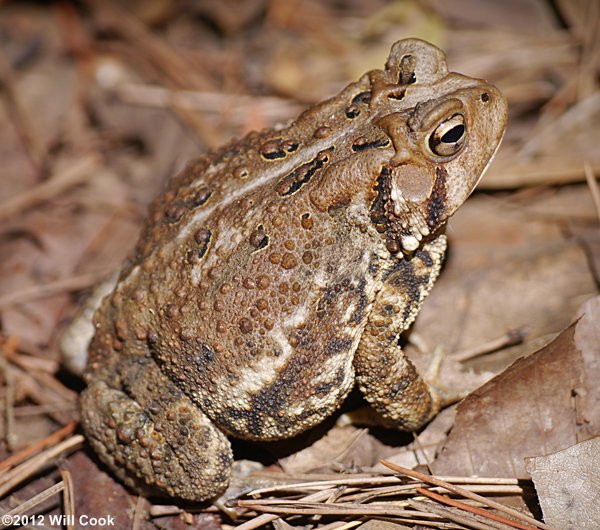 American Toad (Bufo americanus)