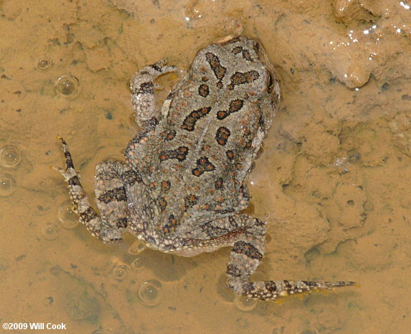 Fowler's Toad (Bufo fowleri)