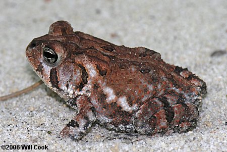 Southern Toad (Bufo terrestris)