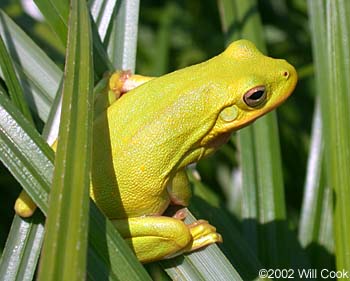 Green Treefrog (Hyla cinerea)