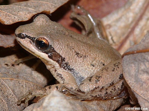 Upland Chorus Frog (Pseudacris feriarum)