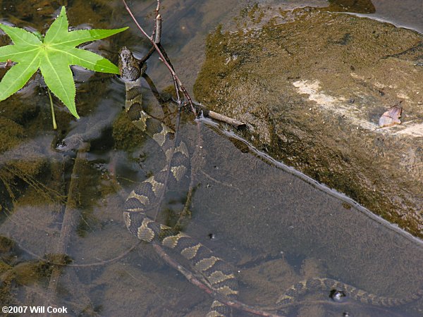 Northern Watersnake (Nerodia sipedon)