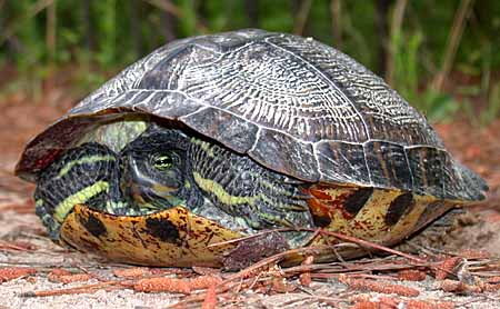 Yellow-bellied Slider (Trachemys scripta)