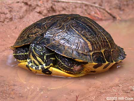 Yellow-bellied Slider (Trachemys scripta)