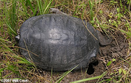 Yellow-bellied Slider (Trachemys scripta)