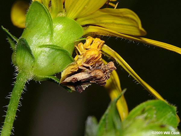 Ambush Bugs (Phymatinae)