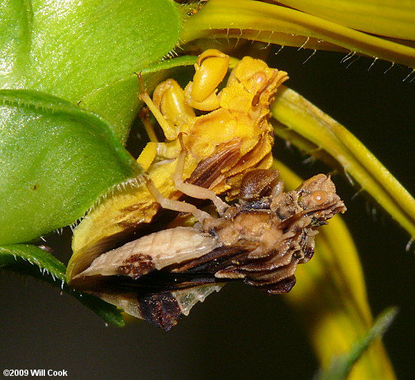 Ambush Bugs (Phymatinae)