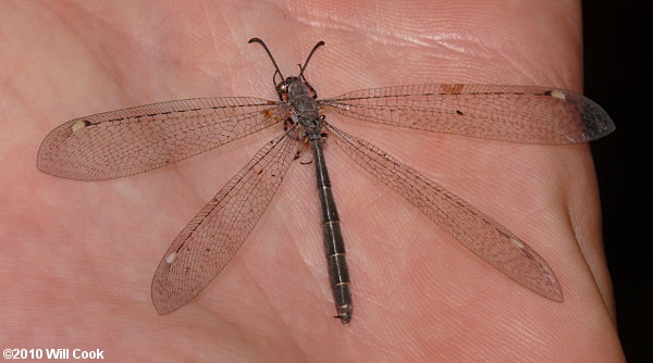 Antlion (Myrmeleon immaculatus)