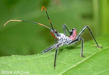 Wheel Bug (Arilus cristatus)