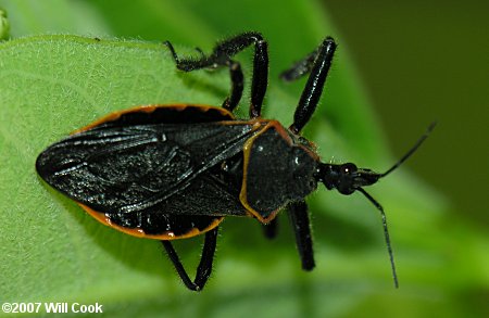 Bee Assassin (Apiomerus crassipes)