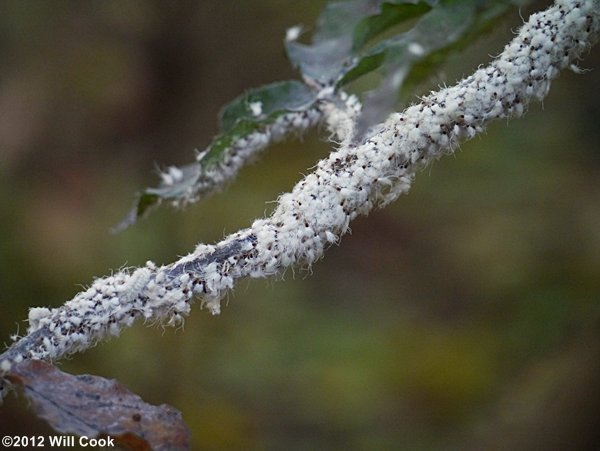 Beech Blight Aphid (Grylloprociphilus imbricator)