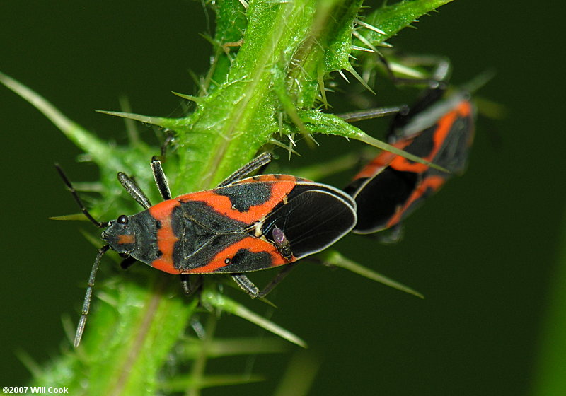 Small Milkweed Bug (Lygaeus kalmii)