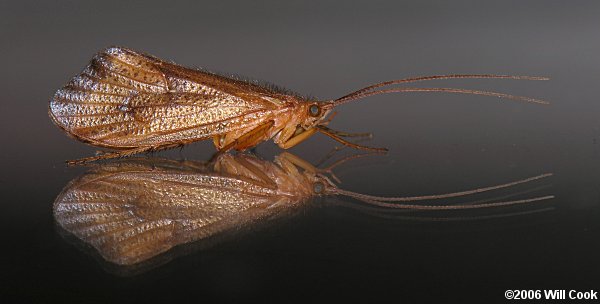 Giant Red Sedge (Pycnopsyche scabripennis)