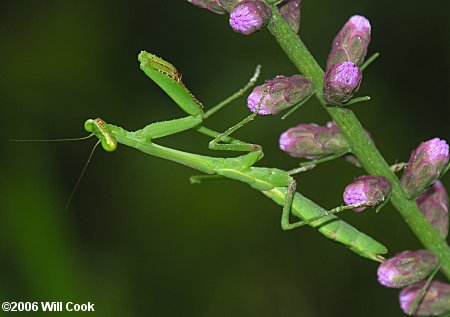 Carolina Mantis (Stagmomantis carolina)