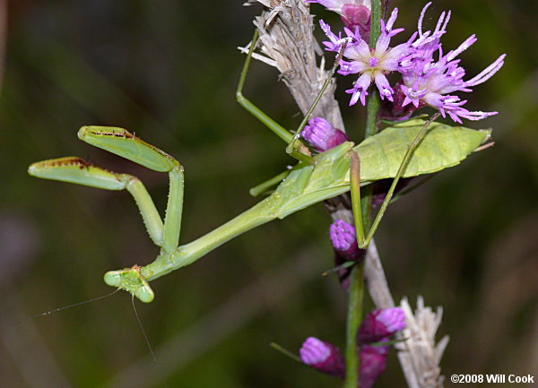 Carolina Mantis (Stagmomantis carolina)