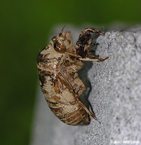 Dog-Day Cicada (Tibicen sp.)