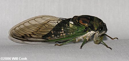 Dog-Day Cicada (Tibicen sp.)