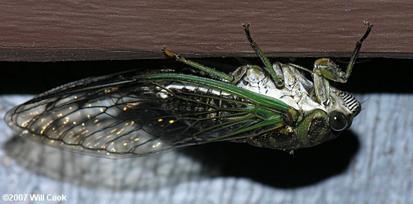 Dog-Day Cicada (Tibicen sp.)