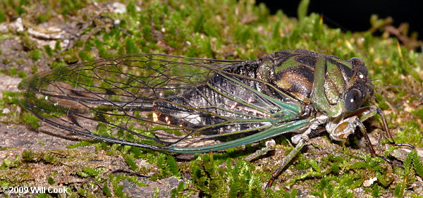 Dog-Day Cicada (Tibicen sp.)