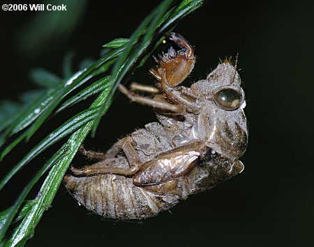 Dog-Day Cicada (Tibicen sp.)