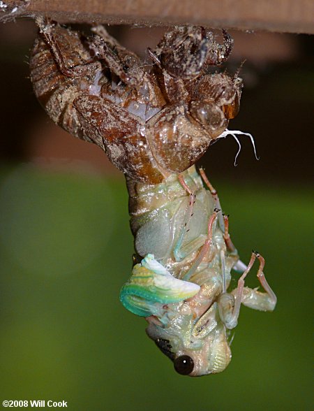 Dog-Day Cicada (Tibicen sp.)