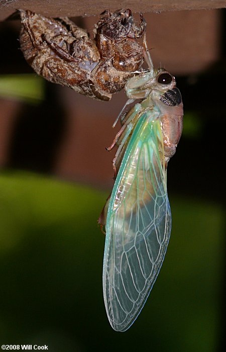 Dog-Day Cicada (Tibicen sp.)