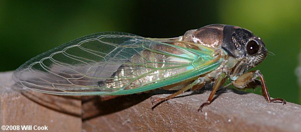 Dog-Day Cicada (Tibicen sp.)