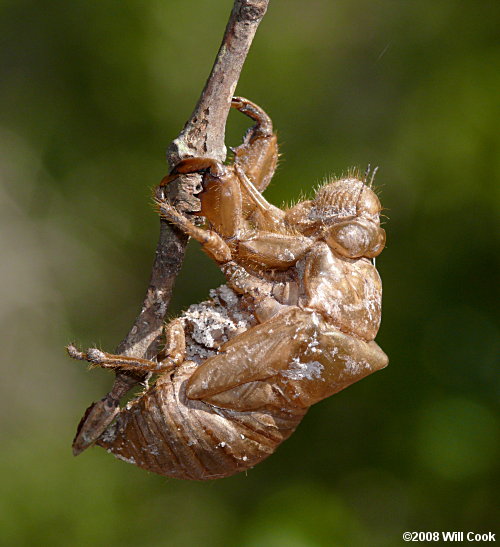 Dog-Day Cicada (Tibicen sp.)