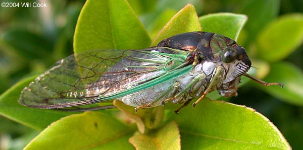 Dog-Day Cicada (Tibicen sp.)