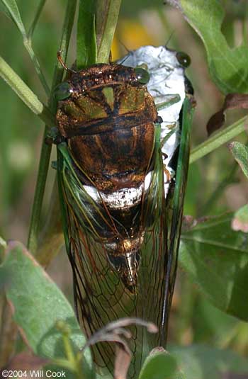 Dog-Day Cicada (Tibicen sp.)