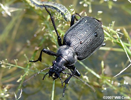 Black Caterpillar Hunter (Calosoma sayi) adult