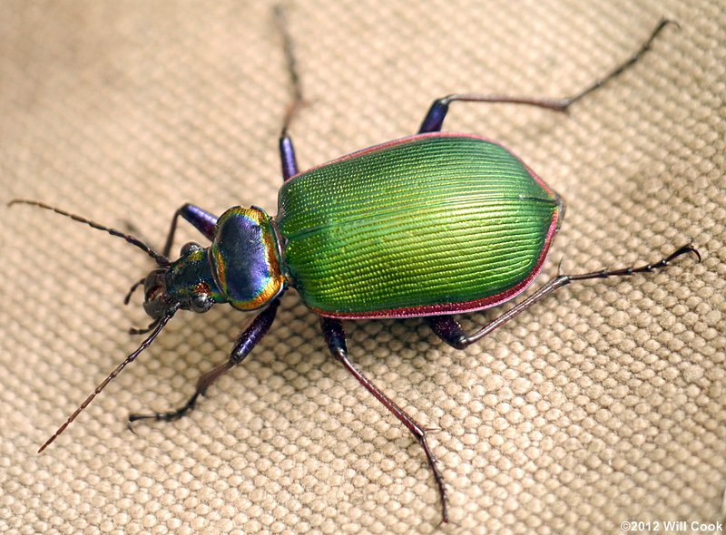 Fiery Searcher (Calosoma scrutator)