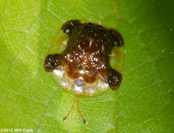 Clavate Tortoise Beetle (Plagiometriona clavata)