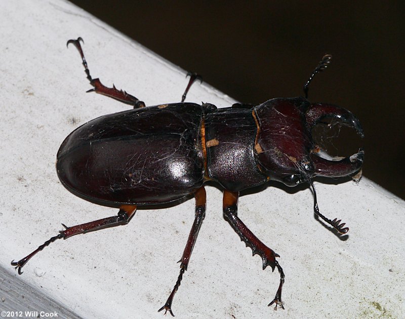 Reddish-brown Stag Beetle (Lucanus capreolus)