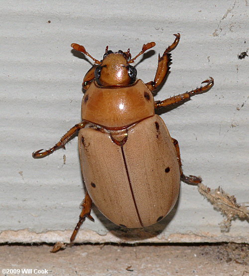 Grapevine Beetle (Pelidnota punctata)