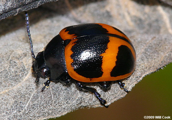 North Carolina Beetle Photos